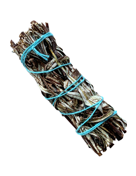 Sauge Yerba Santa noire californie 20-30gr 10cm