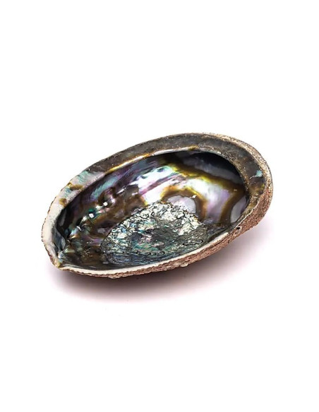 COQUILLE D'ORMEAU VERT HALIOTIS FULGENS L -- ± 15-17 CM